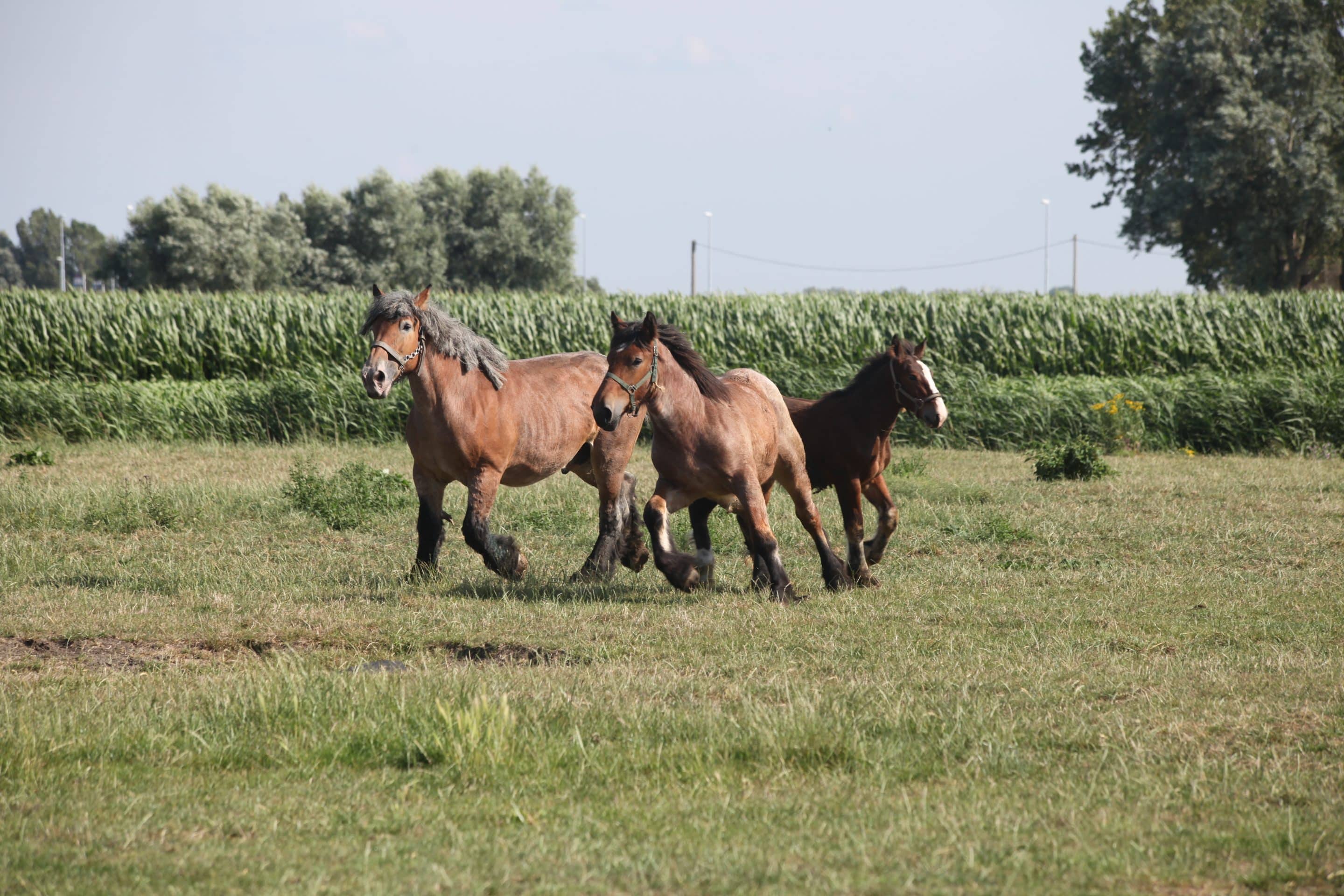 Trekpaarden-200 Trekpaarden Middelkerke